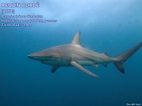 /images/espece/requin_borde.jpg