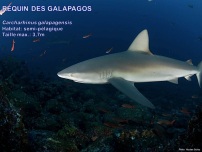 /images/espece/requin_galapagos.jpg
