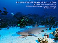 /images/espece/requin_pointes_blanches_lagon.jpg