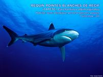 /images/espece/requin_pointes_blanches_recif.jpg