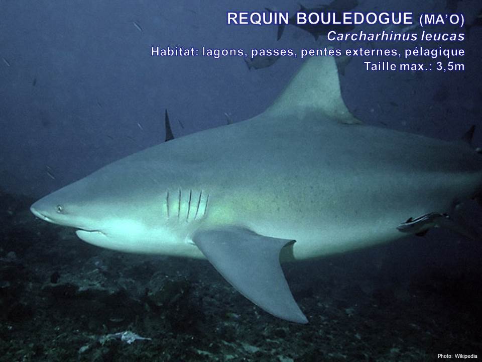 Observatoire Des Requins De Polynesie Les Requins Observes